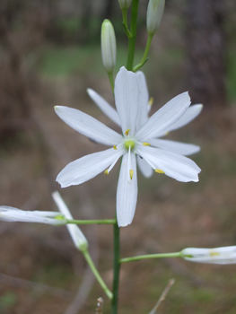 Fleurs blanches regroupées en une longue grappe. Agrandir dans une nouvelle fenêtre (ou onglet)